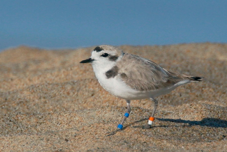 Snowy Plover, male, 5/22/05, Salinas River NWR, Monterey Co
