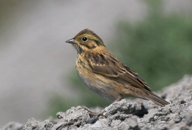 Song Sparrow