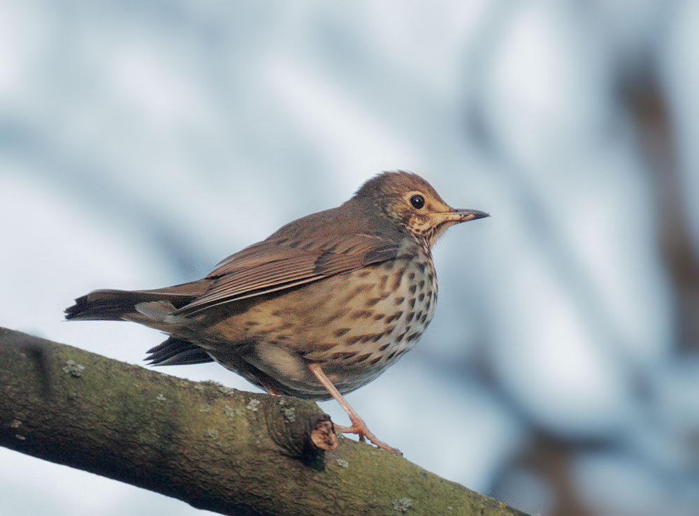 Song Thrush, 12/19/09, Clissold Park, London, UK