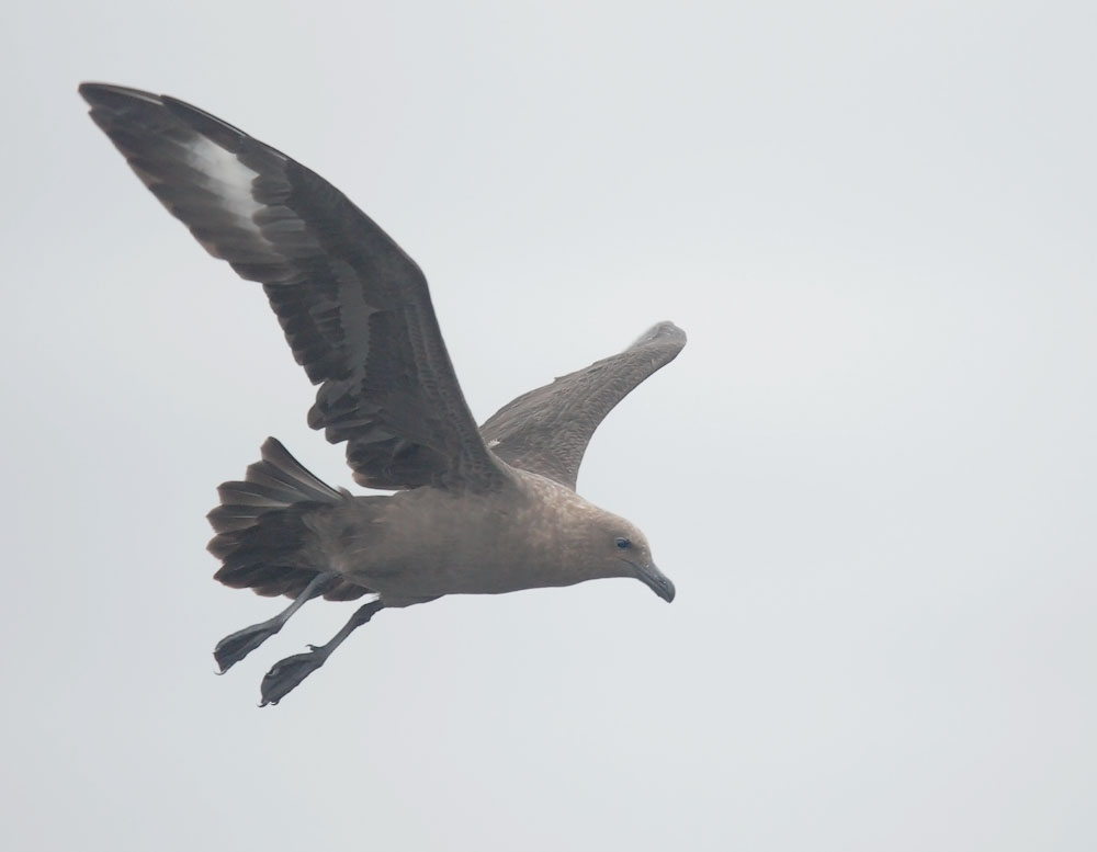 South Polar Skua, 10/11/09, Monterey Bay, Monterey Co