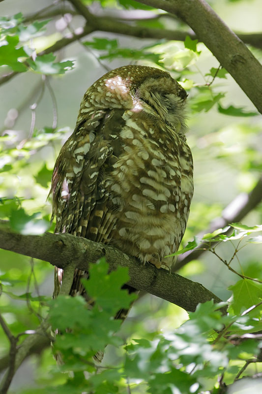 Spotted Owl, 8/5/08, Beatty's, Miller Canyon, AZ