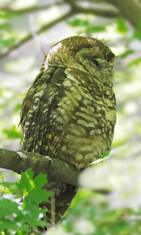 Spotted Owl