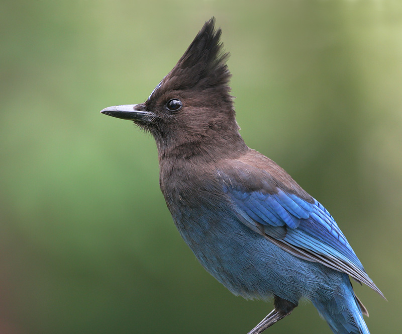 Steller's Jay, 4/22/06, my back yard, Stanford campus
