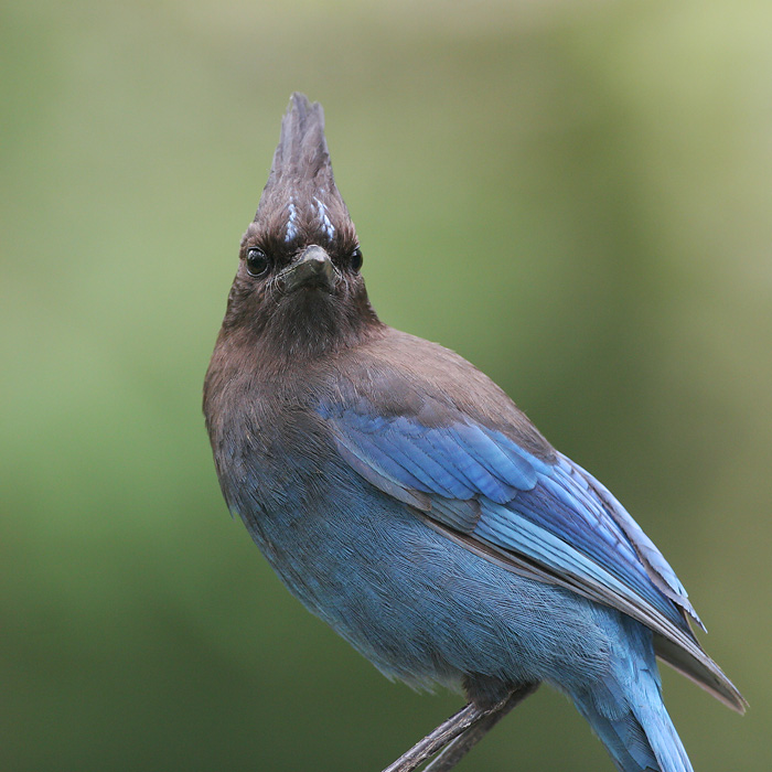 Steller's Jay, 4/22/06, my back yard, Stanford campus
