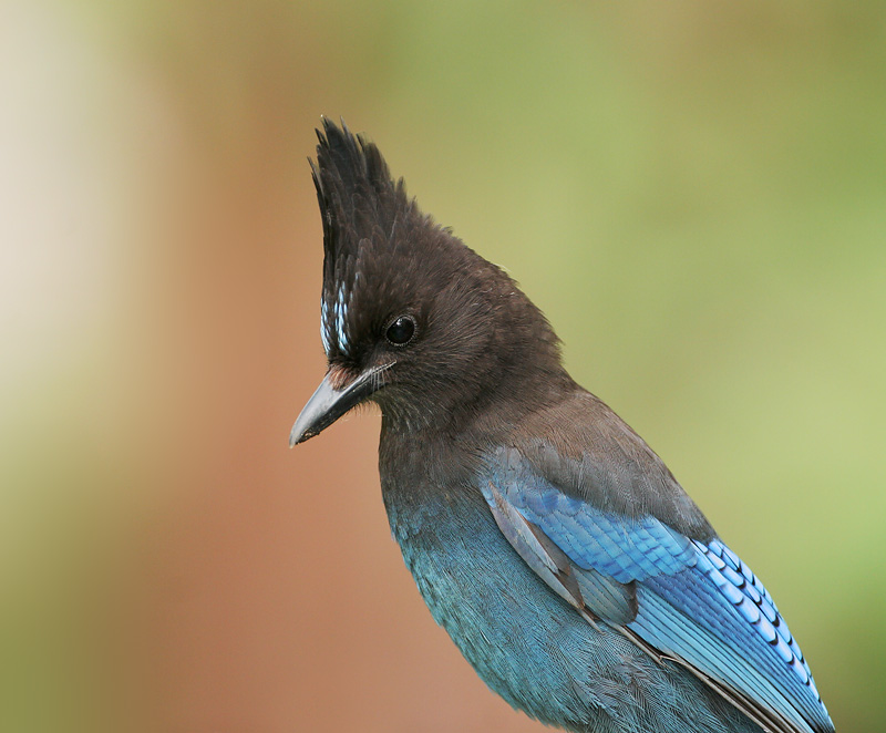 Steller's Jay, 4/20/06, my yard, Stanford campus