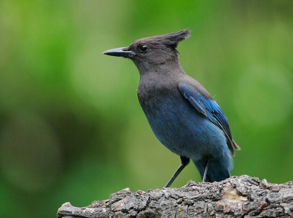 Steller's Jay, 6/4/07, my yard, Stanford campus