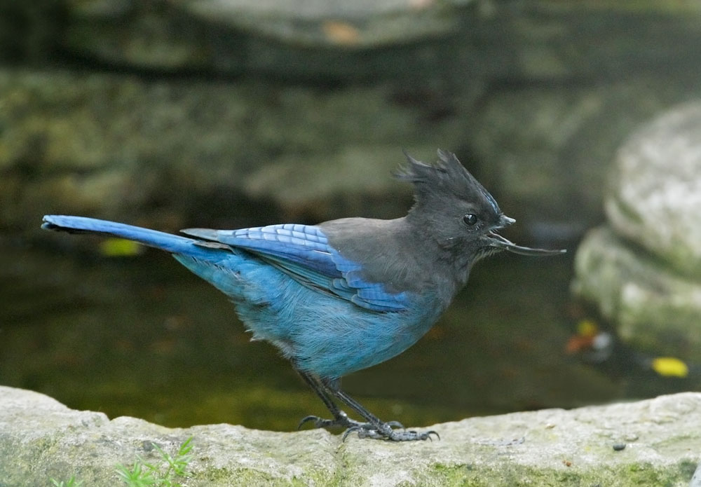 Steller's Jay, deformed bill, 9/17/08, my yard, Stanford campus