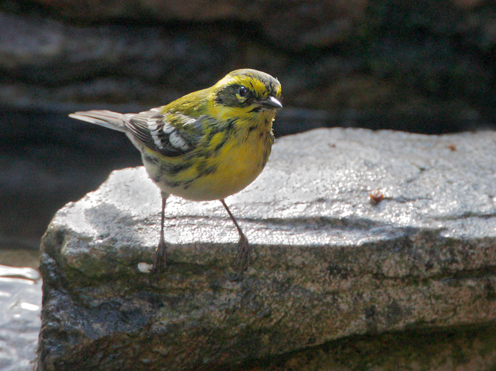 Townsend's Warbler