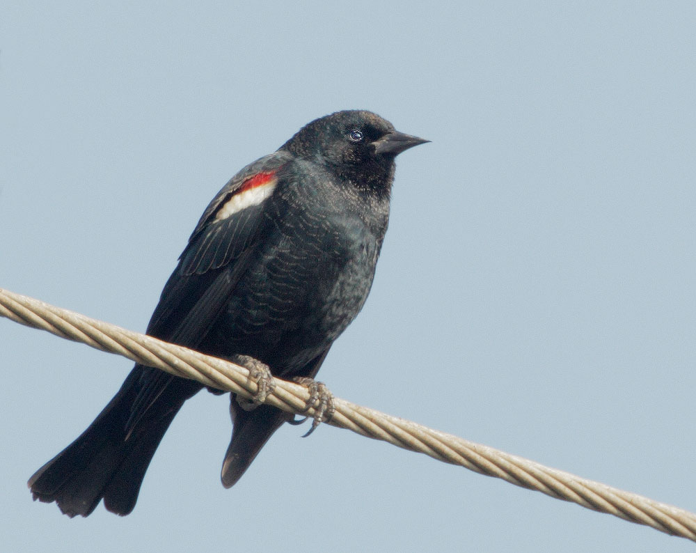 Tricolored Blackbird, male, 1/21/11, Merced NWR, Merced Co