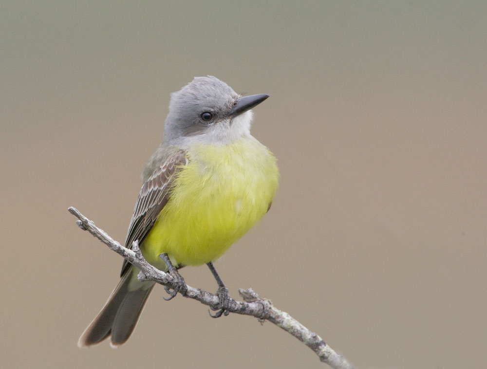 Tropical Kingbird, 10/26/08, Lake Merced, San Francisco Co