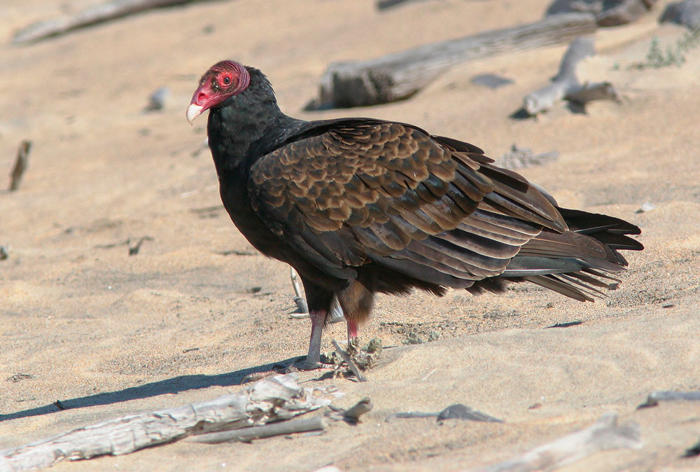Turkey Vulture, 10/29/05, Salinas State Beach, Monterey Co