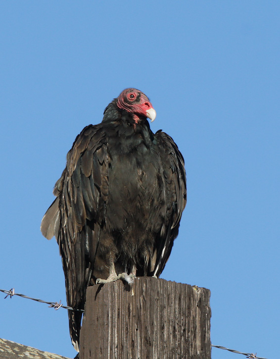 Turkey Vulture, 6/24/07, Ed Levin Park