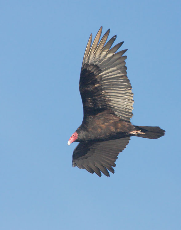 Turkey Vulture, 1/12/08, Morro Bay, San Luis Obispo Co