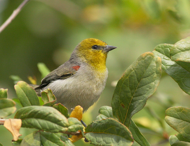 Verdin, male, 12/27/05, our yard, near the Malecon, La Paz, Baja Cakfornia Sur, Mexico