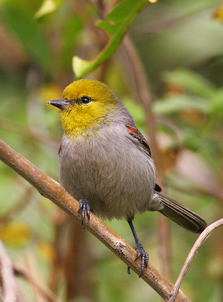 Verdin, male, 12/27/05, our yard, near the Malecon, La Paz, Baja California Sur, Mexico