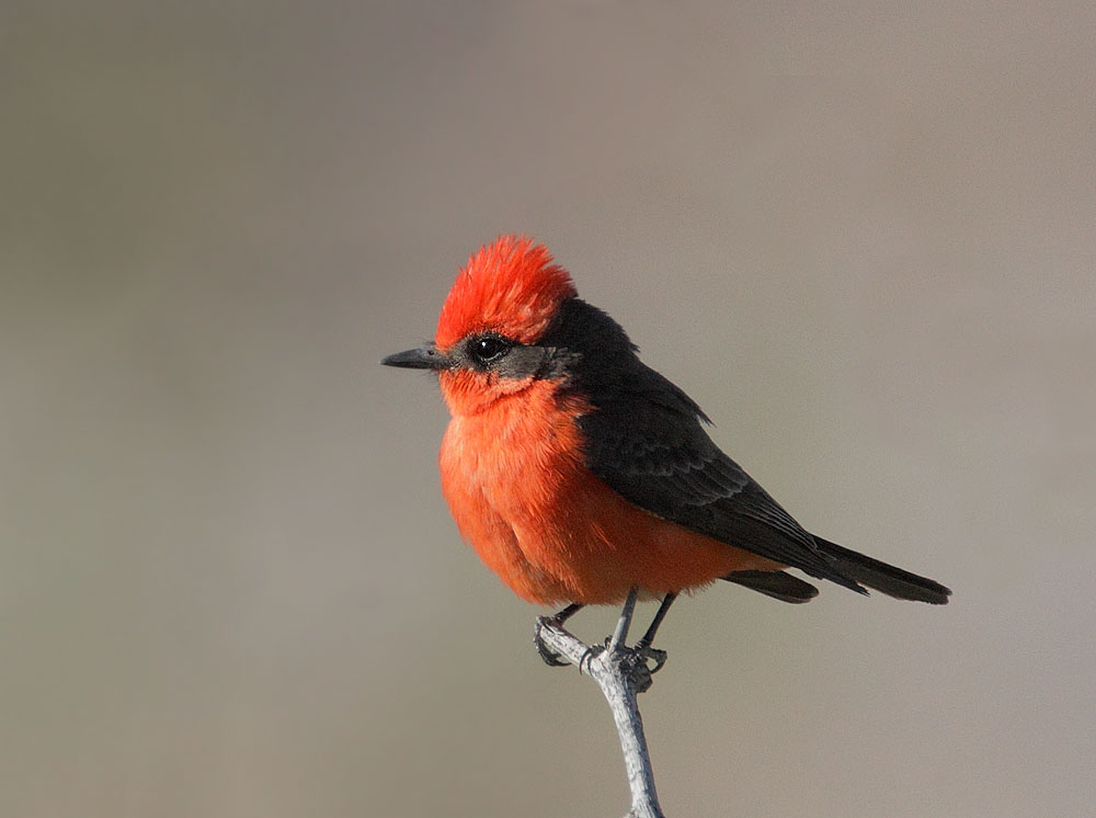 Vermilion Flycatcher, male, 4/27/11, Willow Tank, Portal, AZ