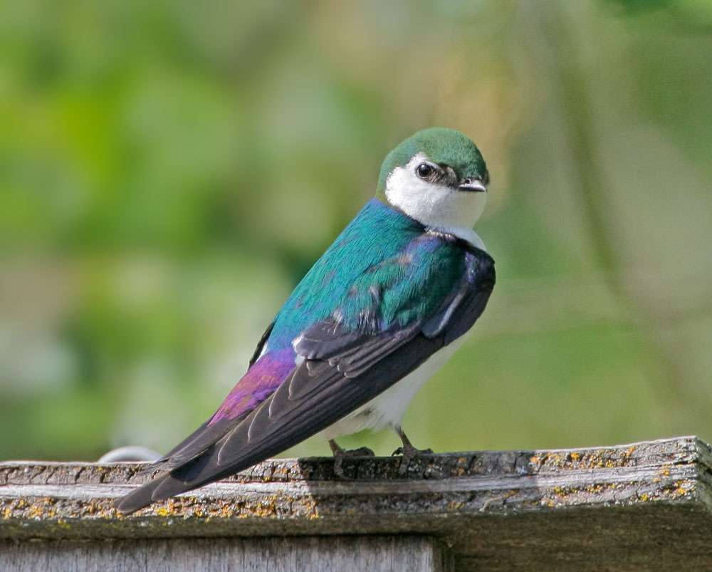 Violet-green Swallow, male, 5/9/08,
              Arastradero Preserve