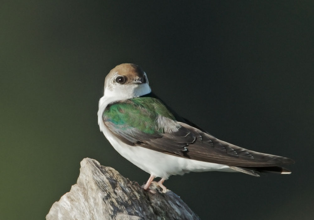Violet-green Swallow, female, 5/8/10,
              Rancho San Antonio