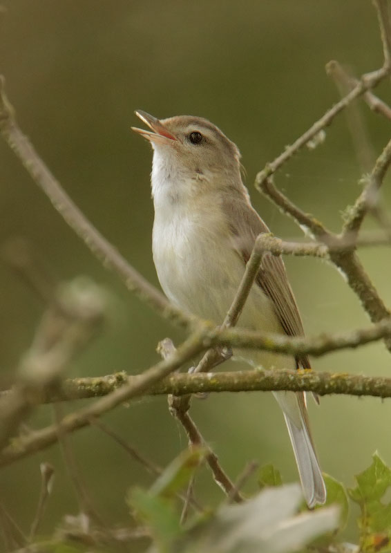 Warbling Vireo, singing male, 6/3/10, Arastradero Preserve