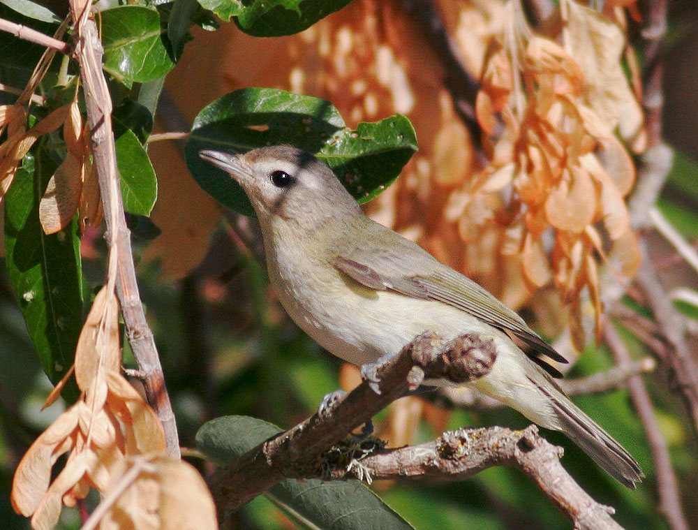 Warbling Vireo, 7/30/06, Russian River, Healdsburg, Sonoma Co