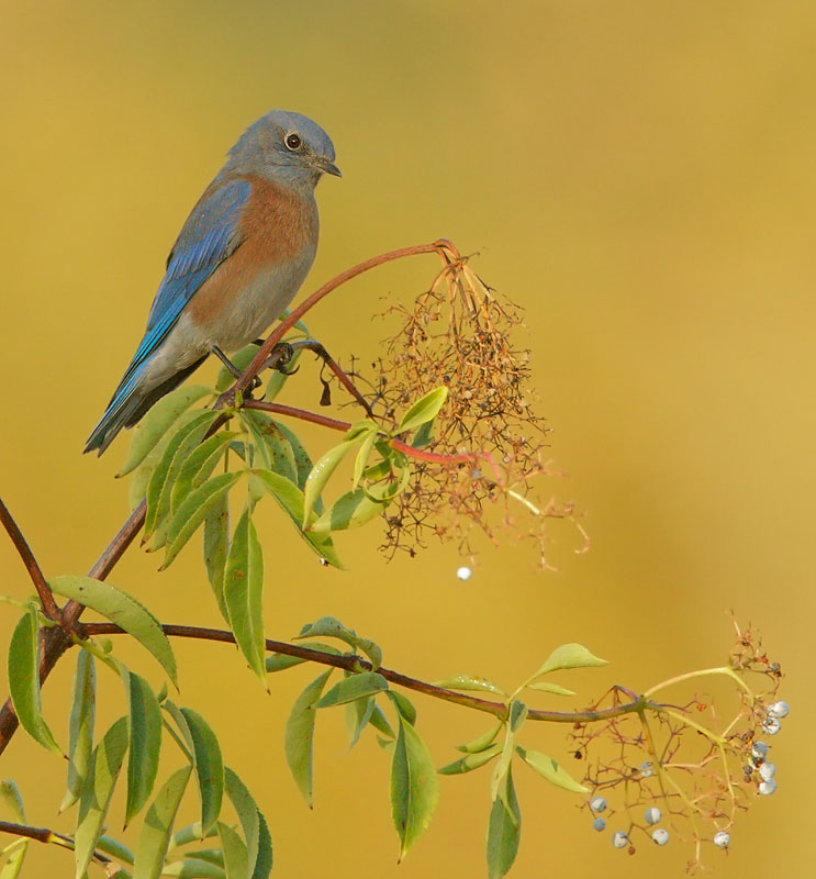 Western Bluebird