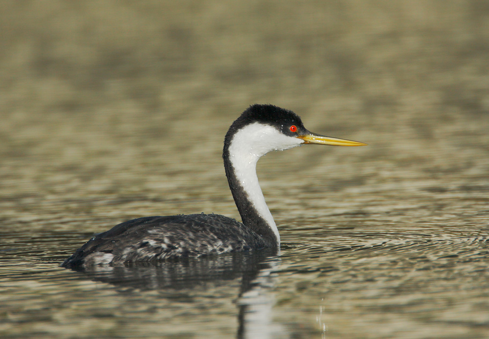 Western Grebe, 3/29/07, Moss Landing Harbor, Monterey Co