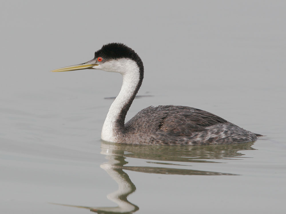 Western Grebe, winter plumage, 11/25/07, Palo Alto Baylands