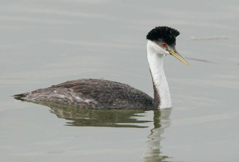 Western Grebe, winter plumage, 11/25/07, Palo Alto Baylands