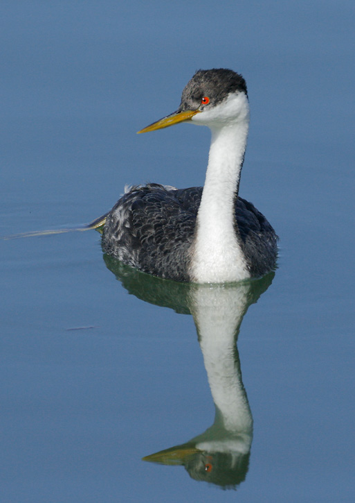 Western Grebe, 3/28/07, Moss Landing Harbor, Monterey Co