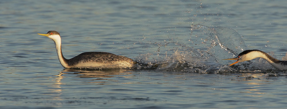 Western Grebe, pursued by Clark's Grebe, 11/18/08, Shoreline Lake, Mountain View