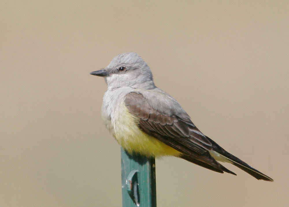 Western Kingbird, 5/20/07, Joseph Grant Park