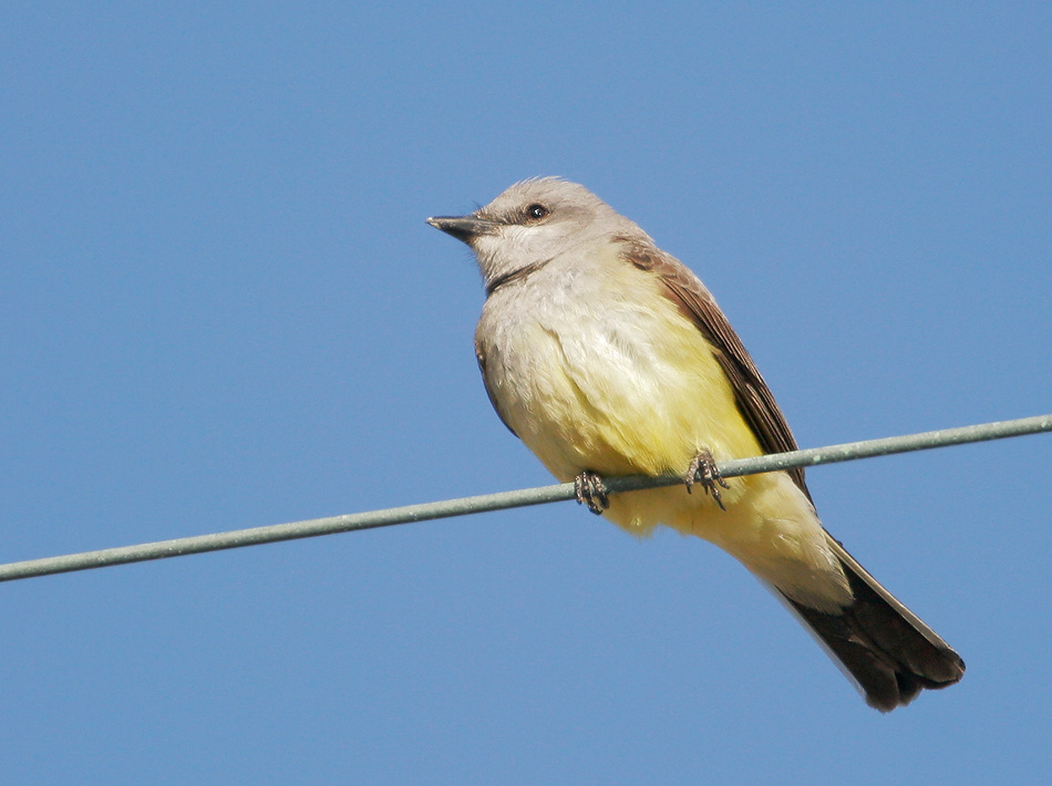 Western Kingbird, 5/20/07, Santa Teresa Park