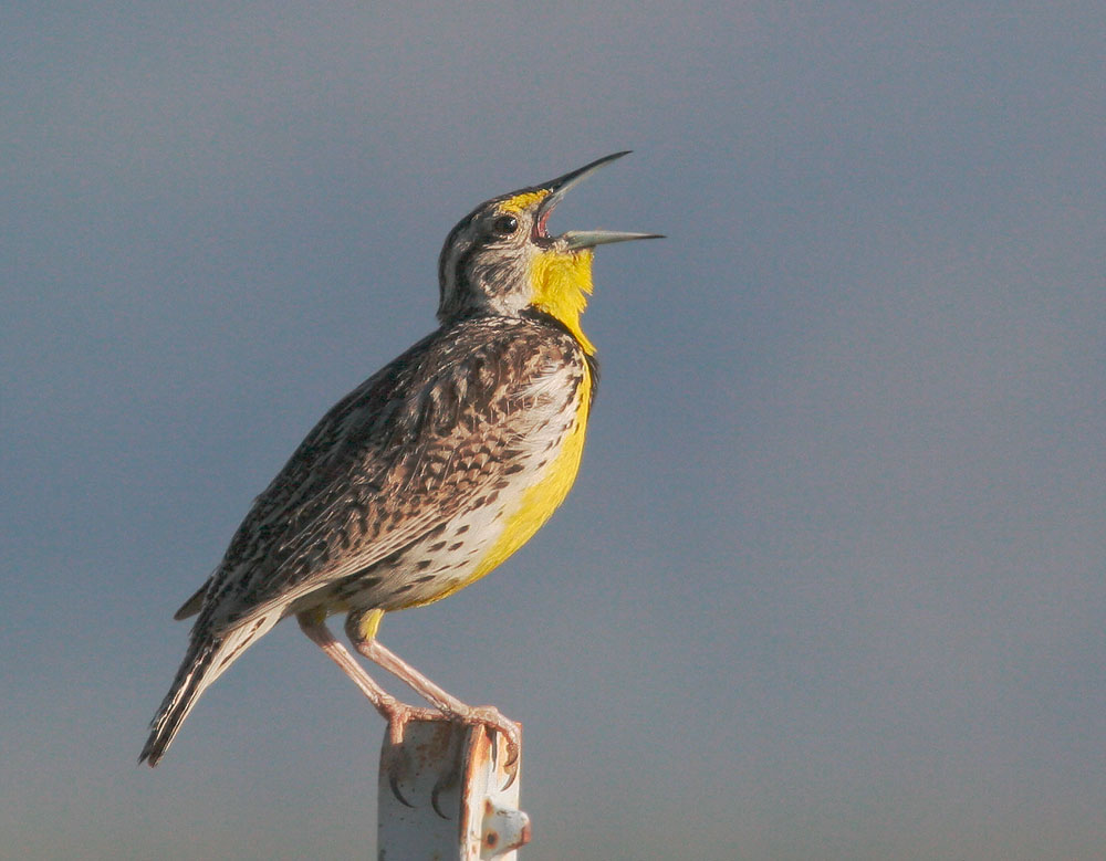 Western Meadowlark, 6/24/06, Marble Hot Springs Road, Sierra Valley, Plumas Co