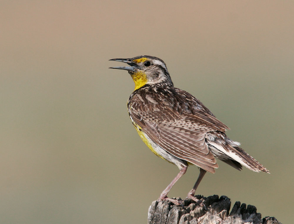 Western Meadowlark, 6/25/06, Marble Hot Springs Road, Sierra Valley, Plumas Co
