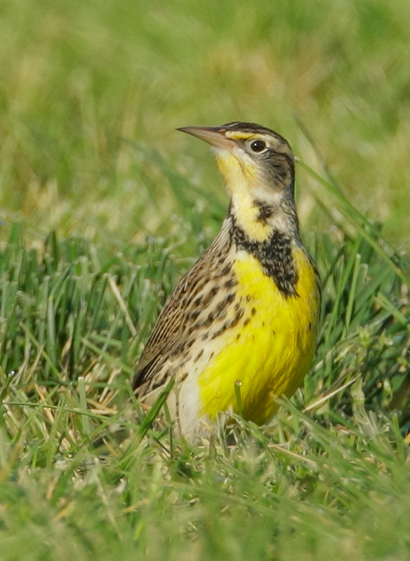 Western Meadowlark, 10/26/08, Crissy Field, San Francisco Co