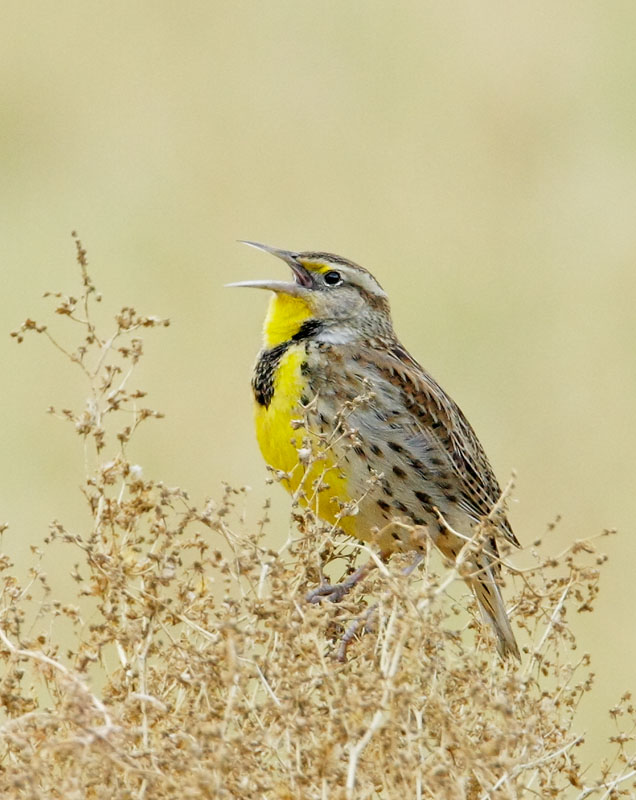 Western Meadowlark, 11/9/08, Merced NWR, Merced Co