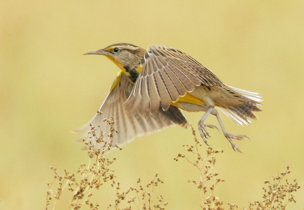Western Meadowlark, 11/9/08, Merced NWR, Merced Co