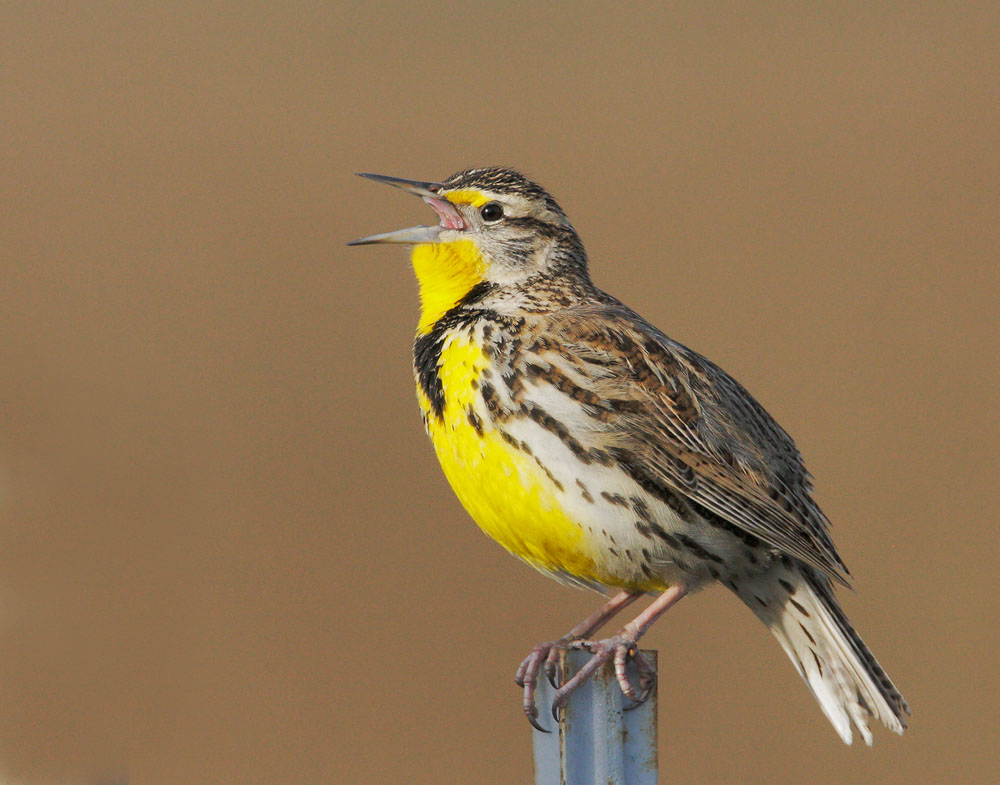 Western Meadowlark, singing male, 12/14/08, Coyote Valley