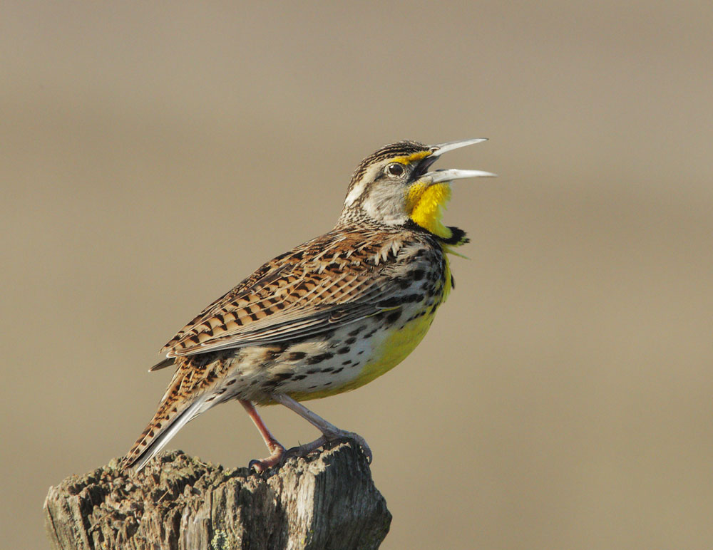 Western Meadowlark, singing male, 1/3/09, Coyote Valley