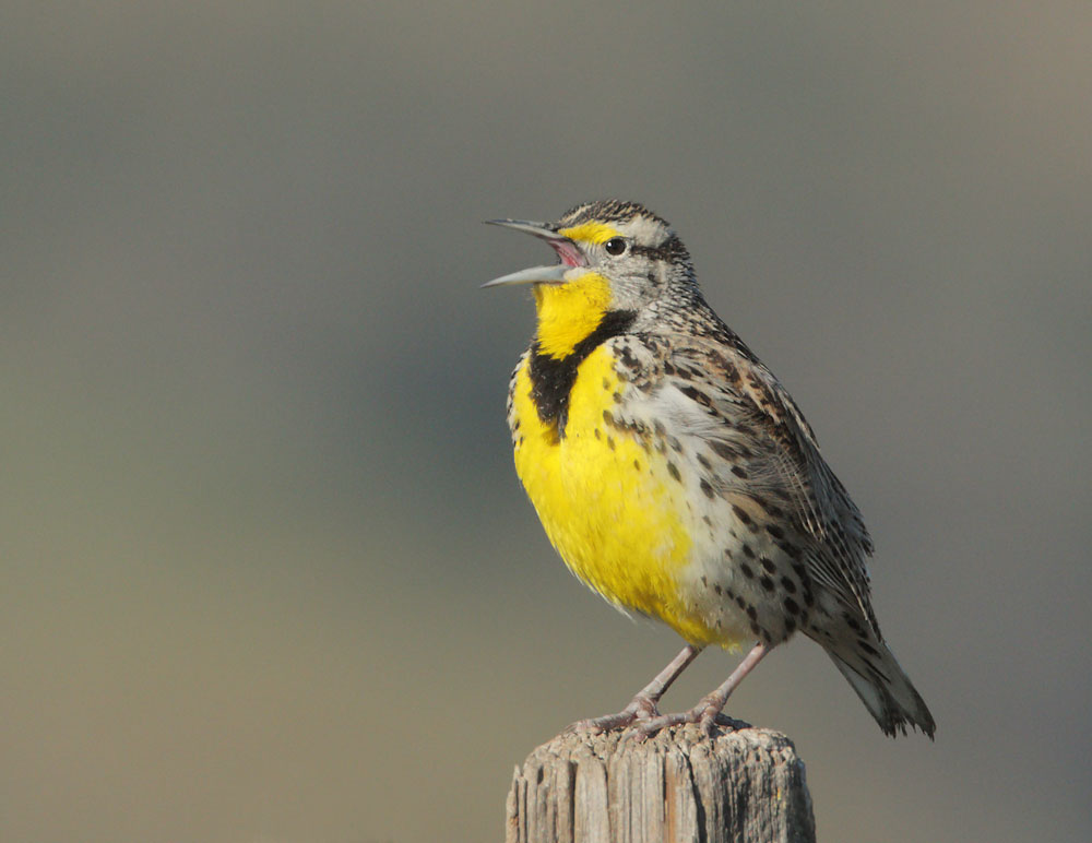 Western Meadowlark, singing male, 1/4/09, Coyote Valley