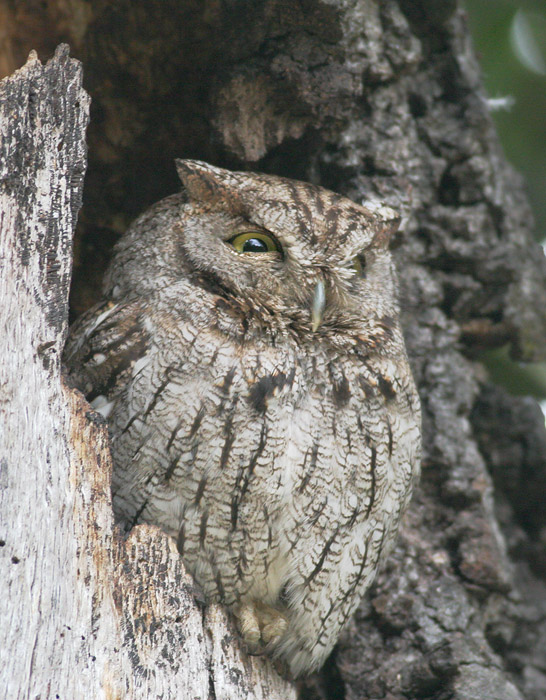 Western Screech-Owl, 6/13/06, Rancho San Antonio