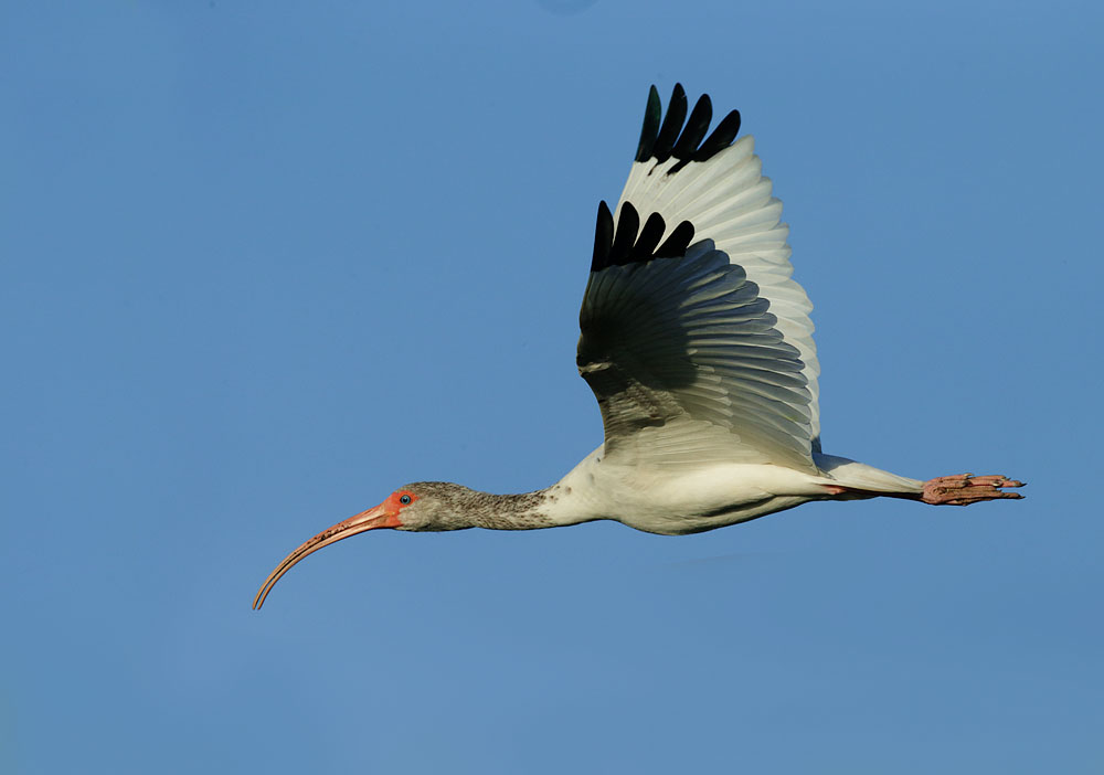 White Ibis