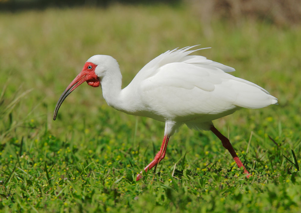 White Ibis