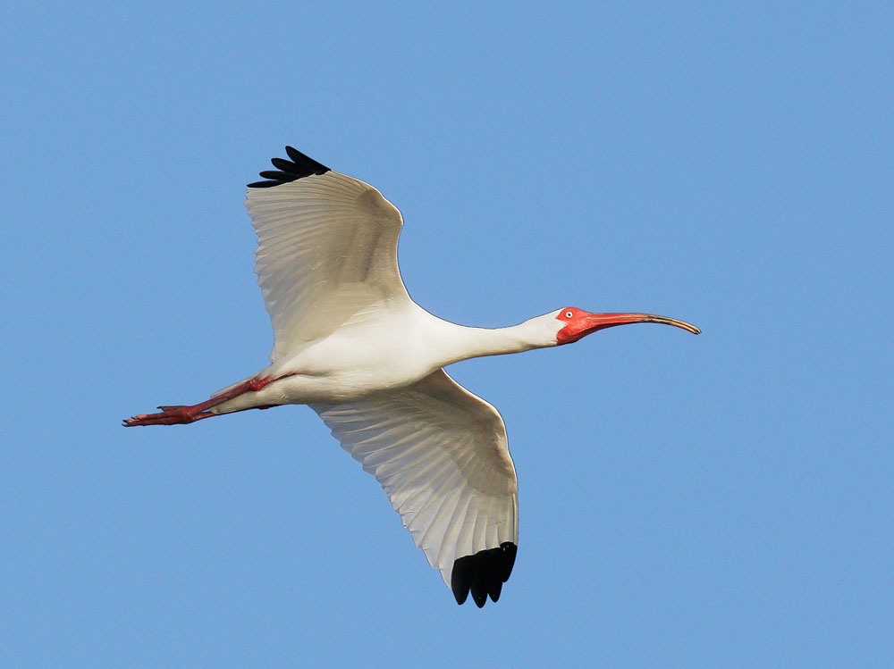 White Ibis