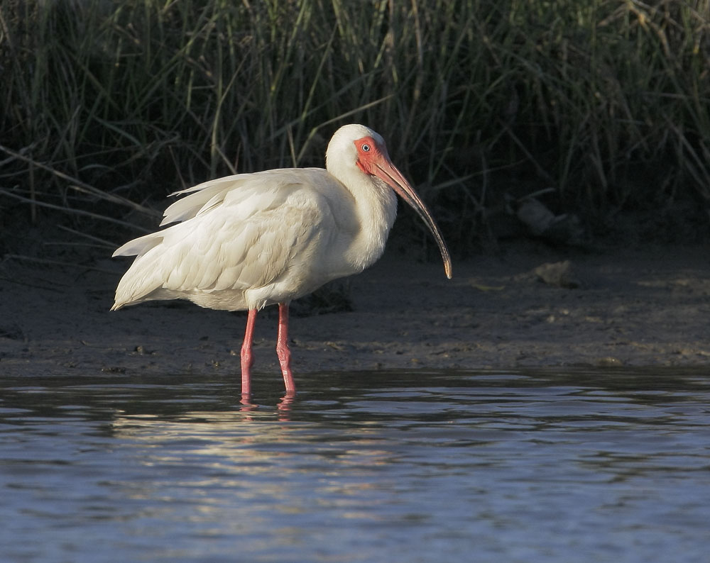 White Ibis