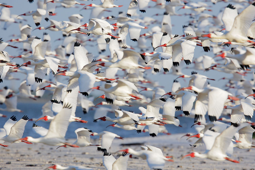 White Ibises