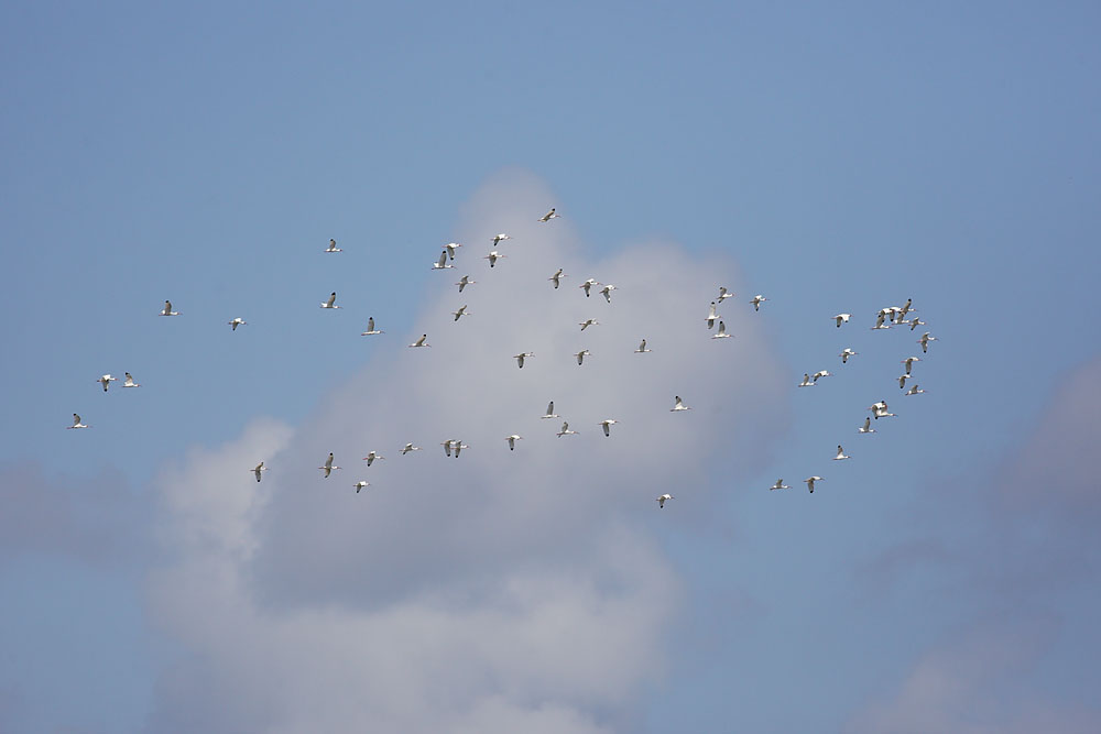 White Ibises