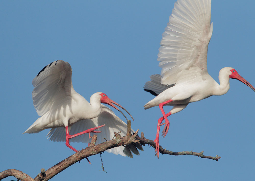 White Ibises