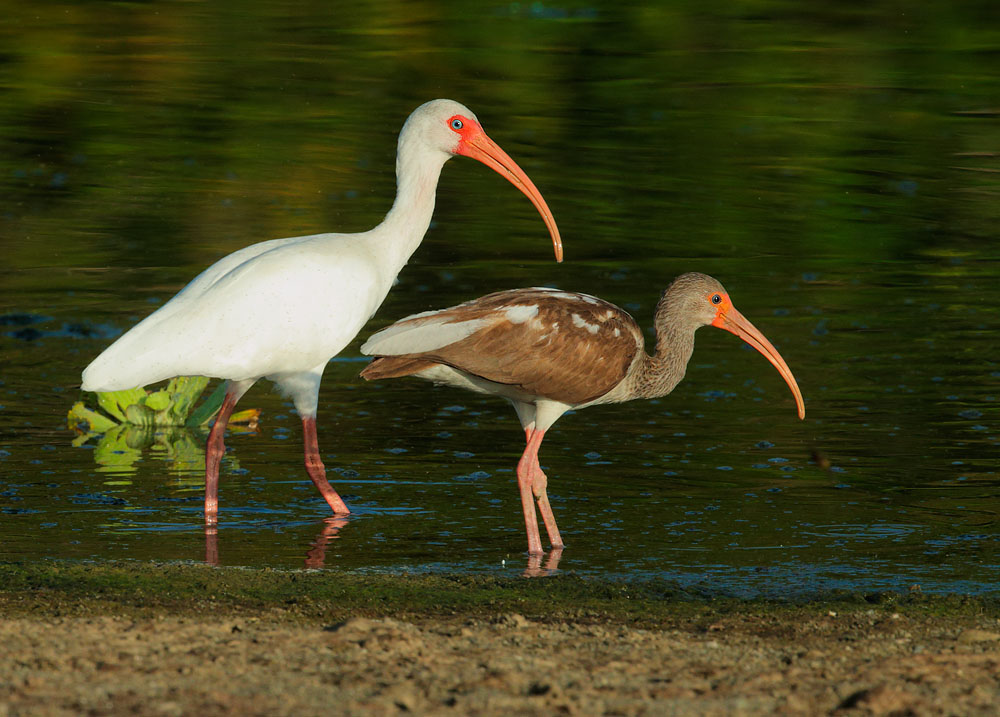 White Ibises