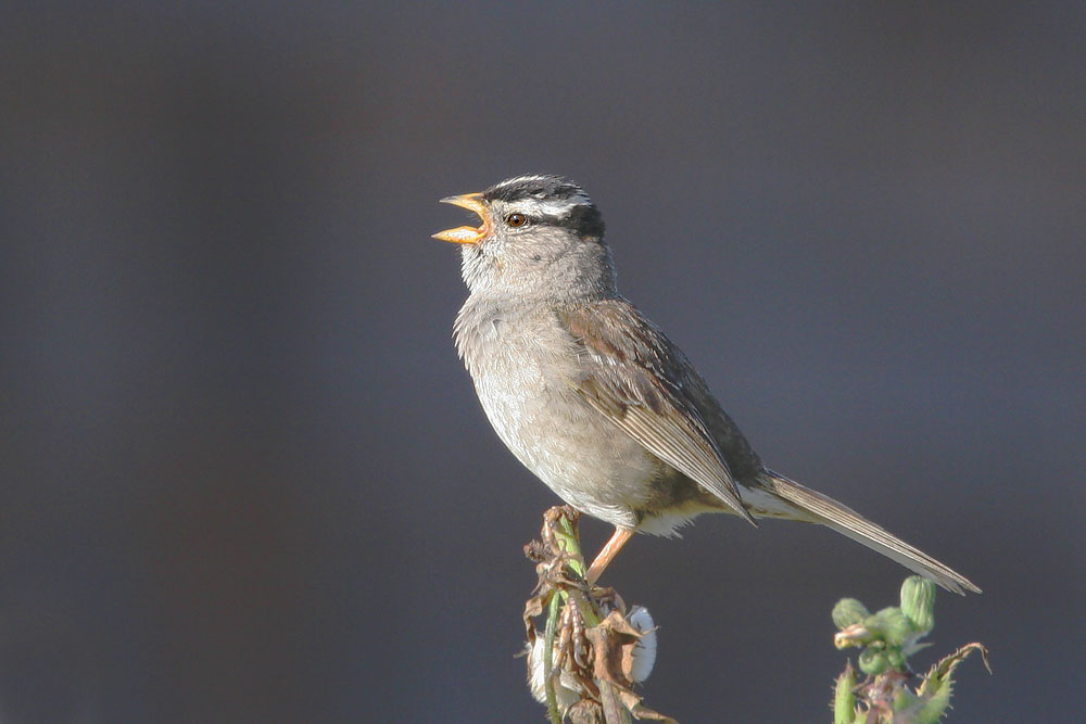 White-crowned Sparrow